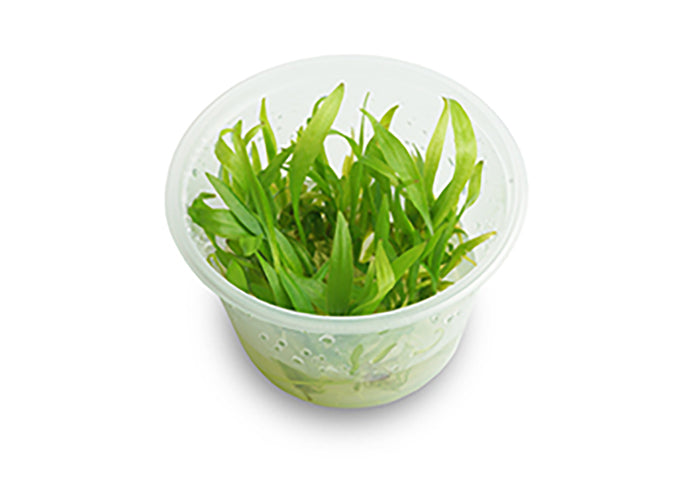 Echinodorus Bolivianus (Rusby) Tissue Culture