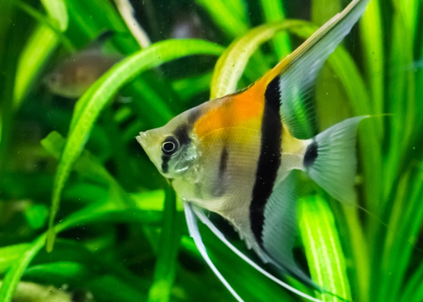 Angelfish - Amapa Red Back