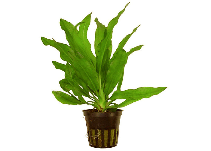 Echinodorus Martii (Green) in Mesh Pot