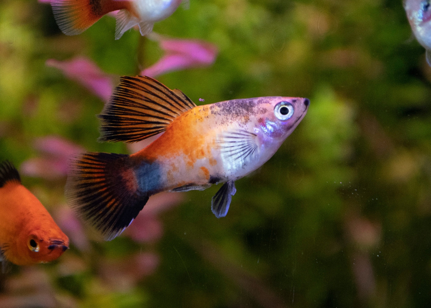 Platy - Assorted Hi-Fin 6 for $30