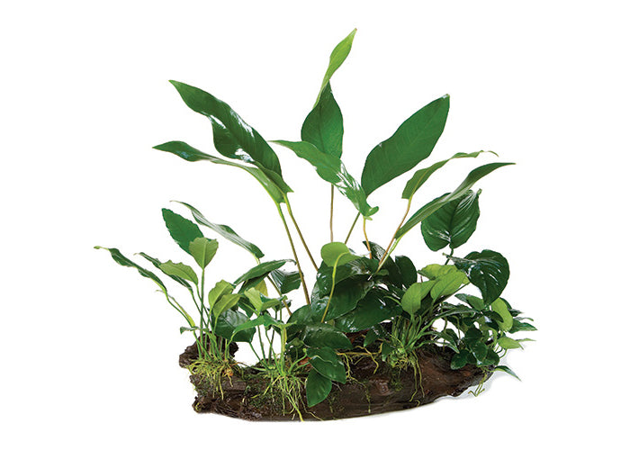 Rainforest Garden Driftwood Creation