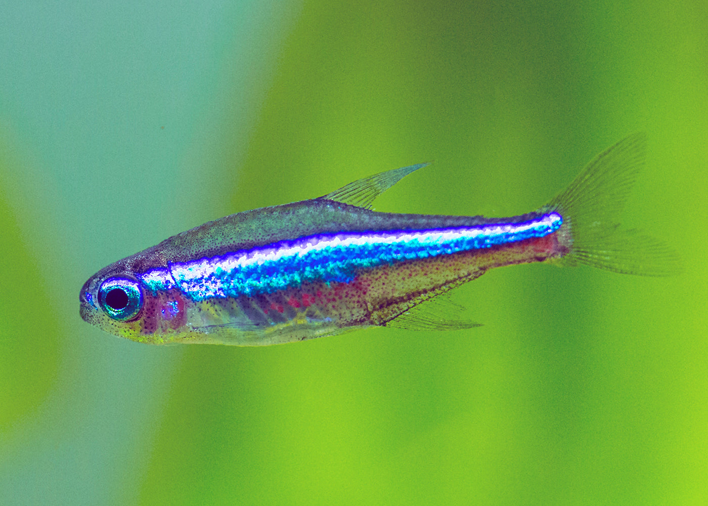 Green Neon Tetra - Special 6 for $36