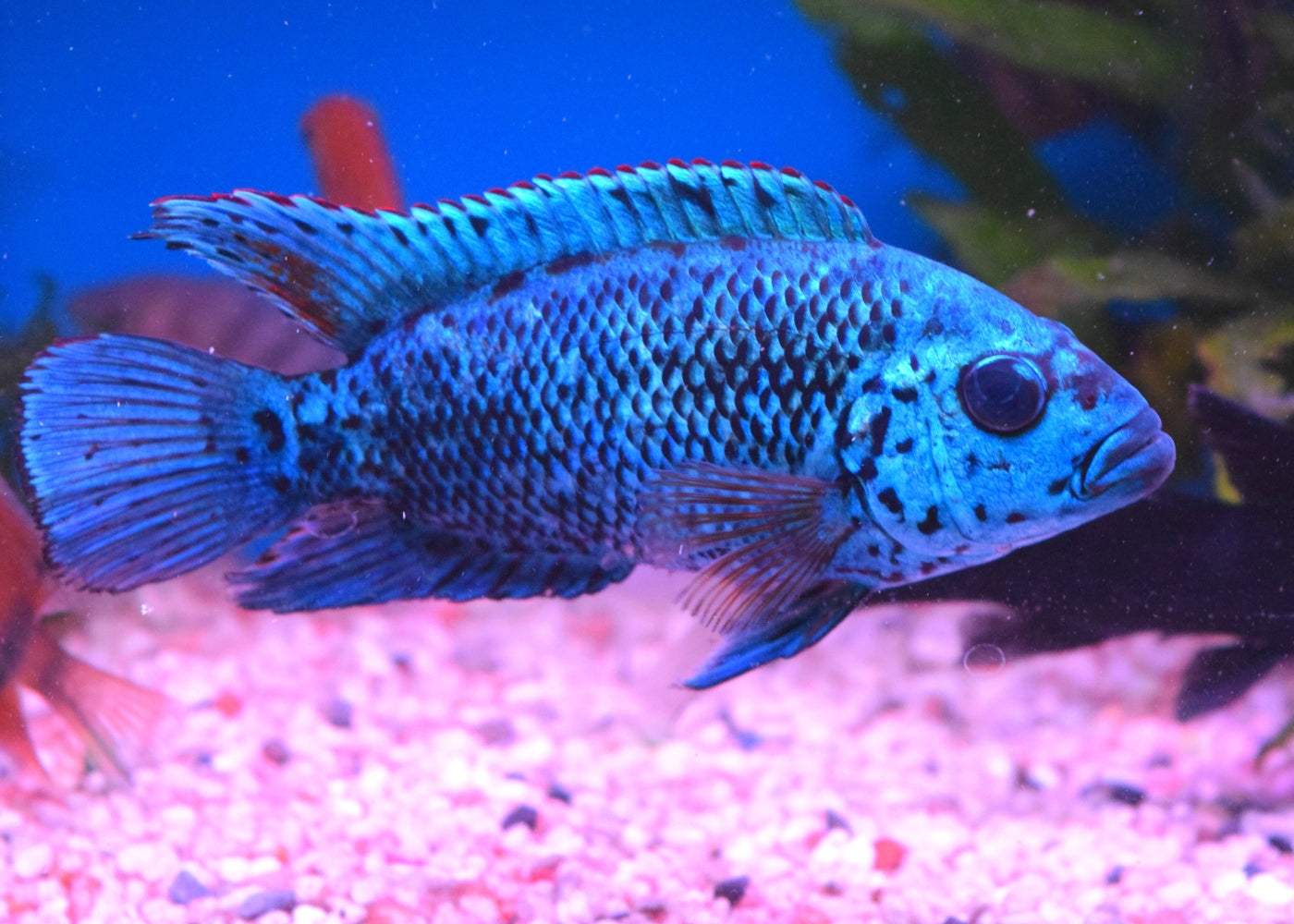 Electric Blue Jack Dempsey 3