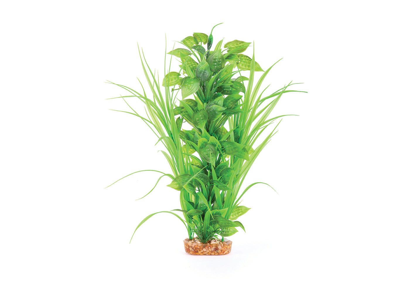 Kazoo Thin Leaf With Spot Flower Combination Plant 2