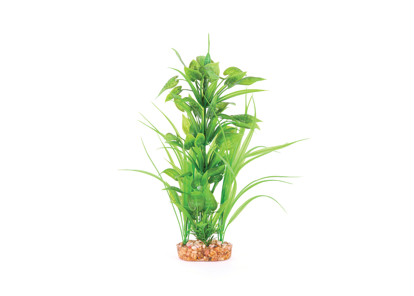 Kazoo Thin Leaf With Spot Flower Combination Plant 3