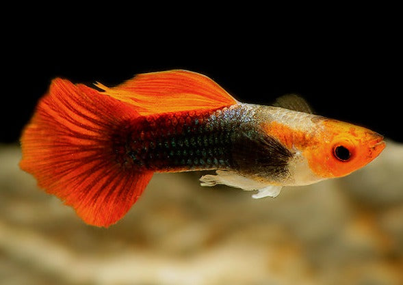 Guppy Male Red Cap Galaxy Mix