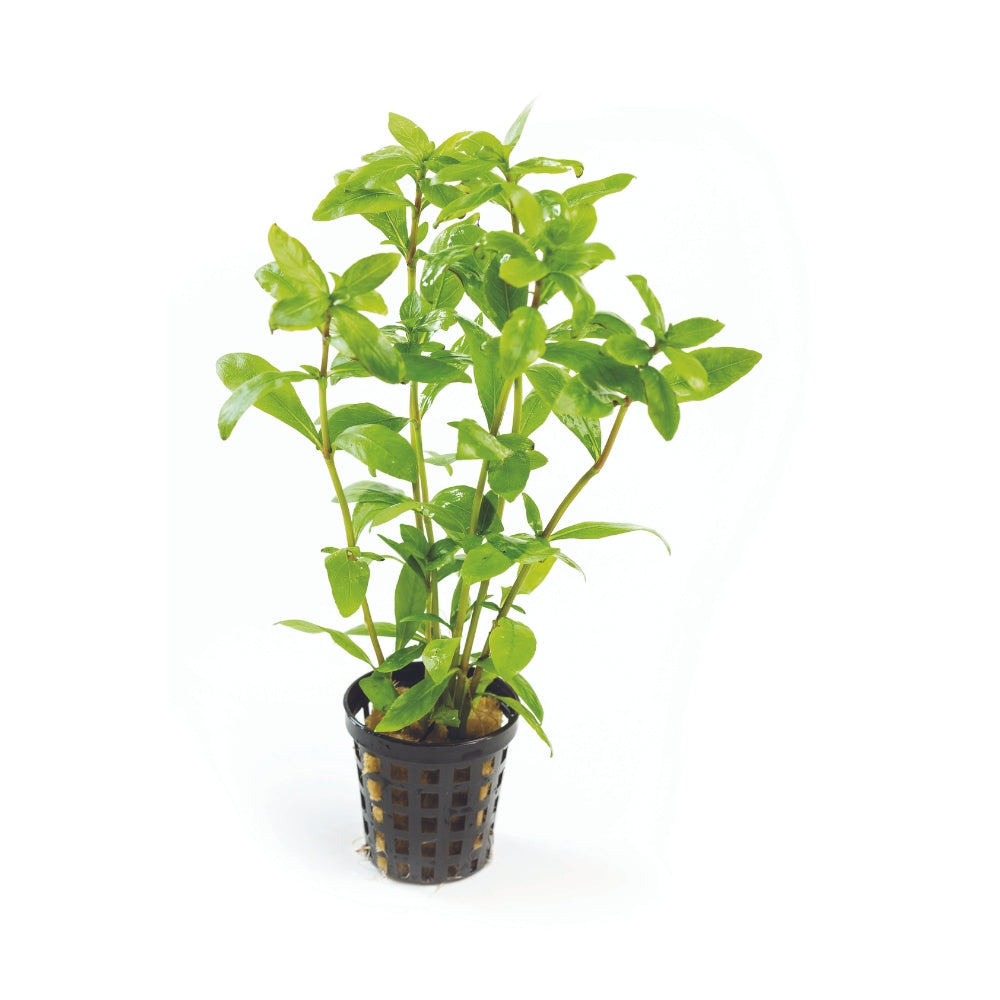 Hygrophila in Mesh Pot