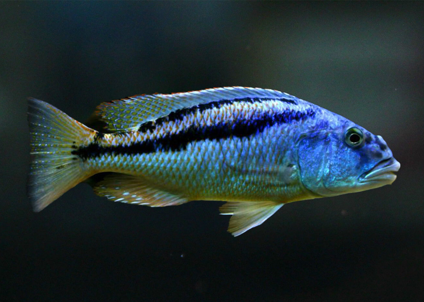 Malawi Hawk - Aristochromis christyi