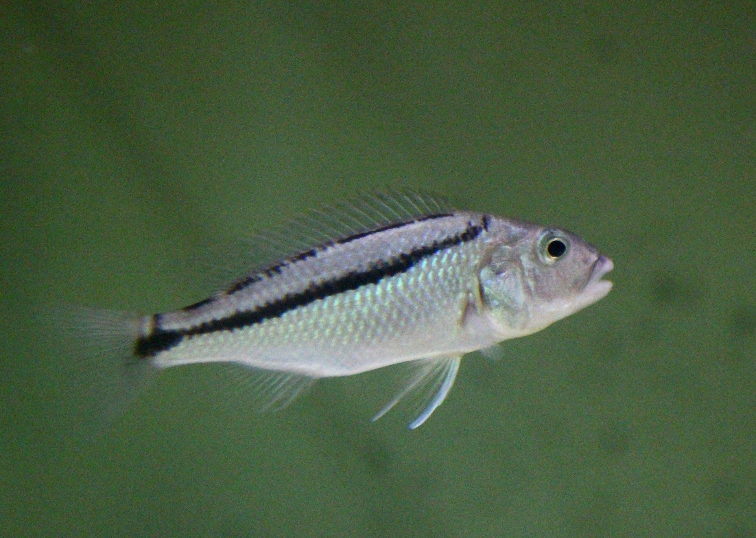 Malawi Hawk - Aristochromis christyi 2