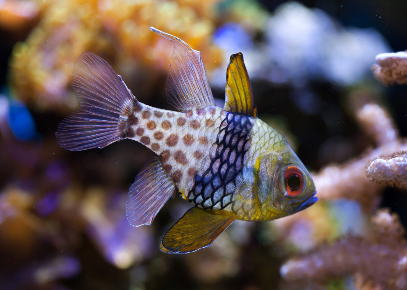 Cardinal Fish - PJ 3