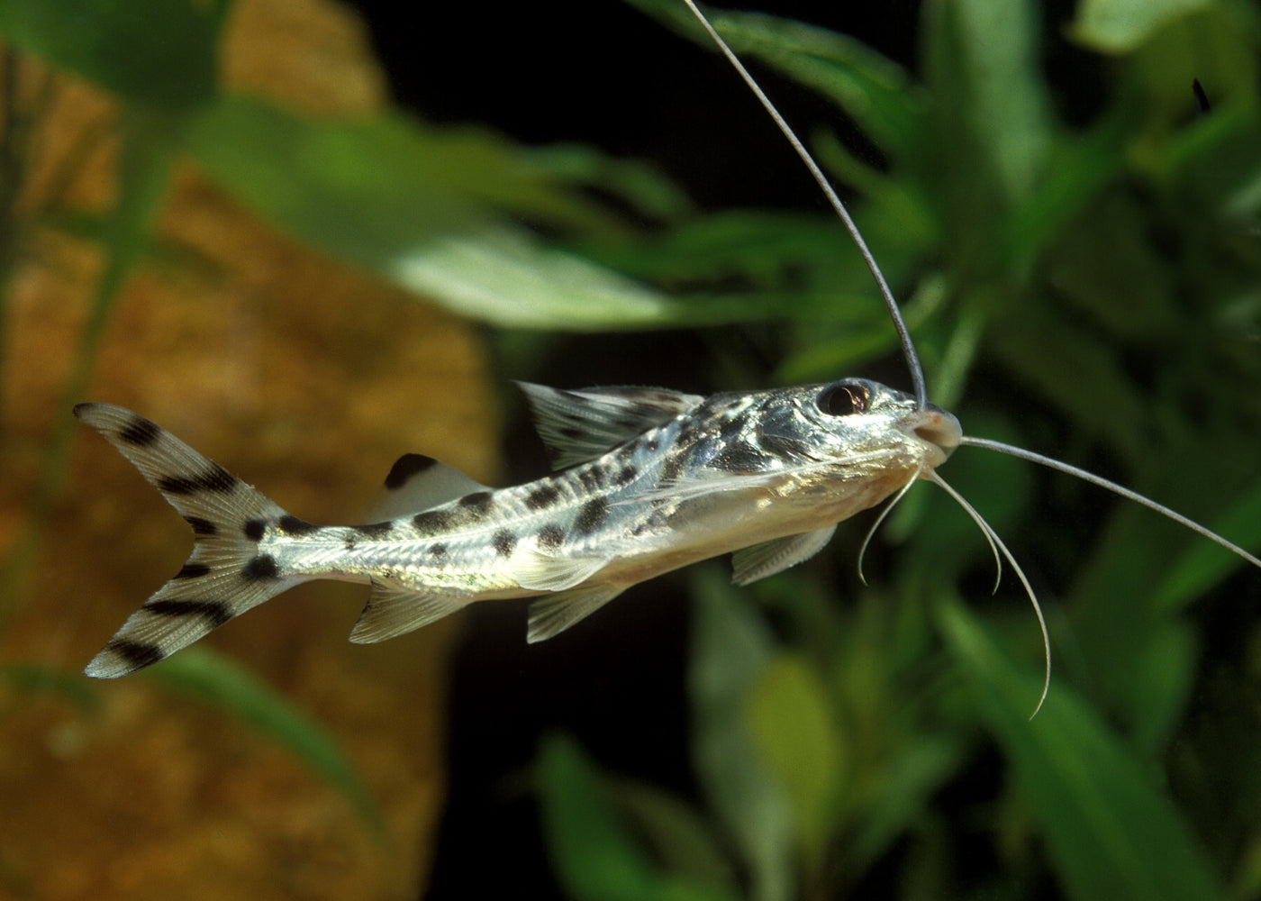 Pictus Catfish