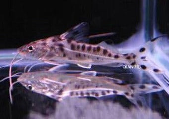 Pictus Catfish 2