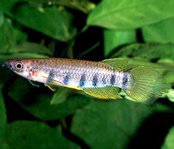 Epiplatys Sexfasciatus - Killifish
