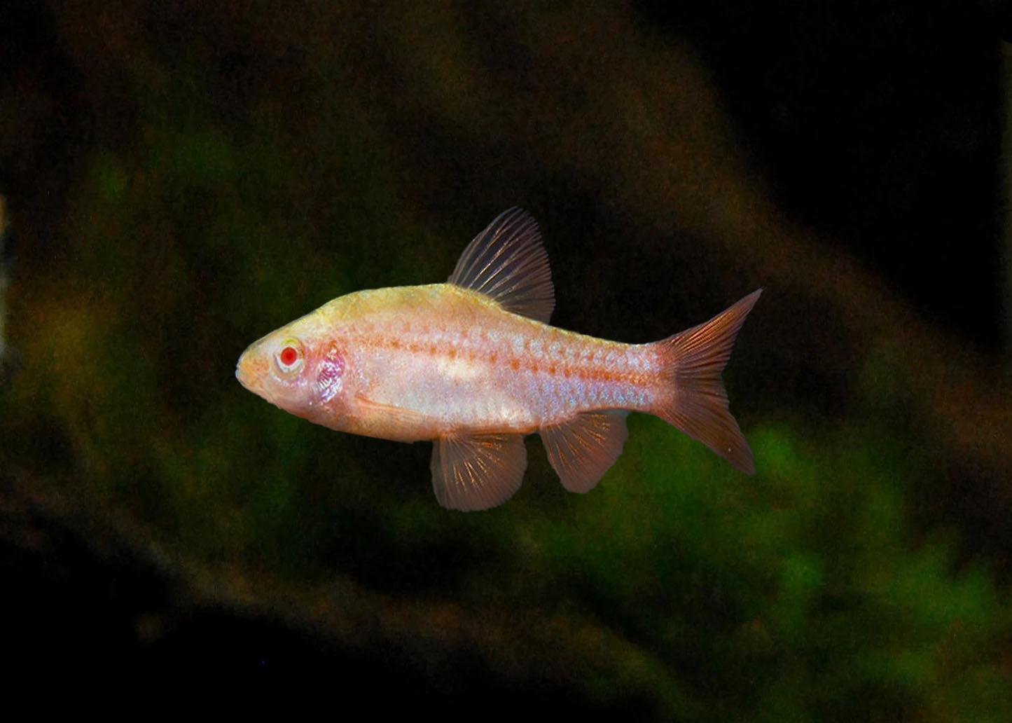 Cherry Barb - Albino