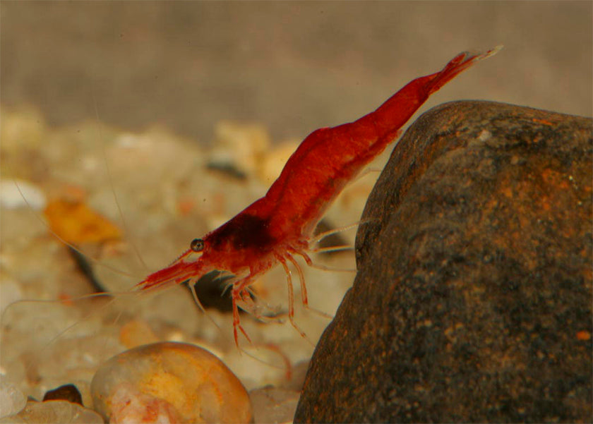 Cherry Shrimp - Mixed low grade