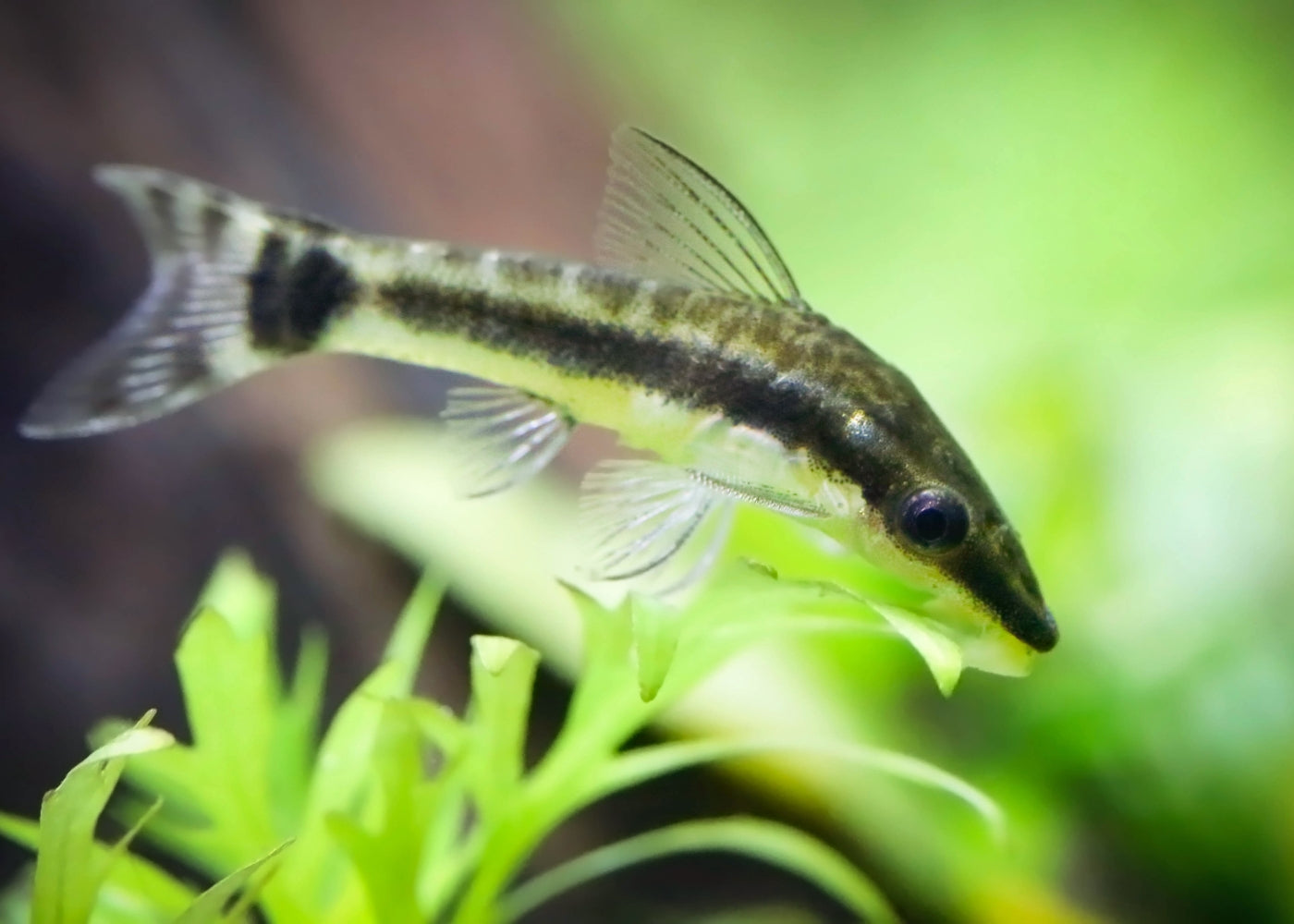 Otocinclus Catfish 2