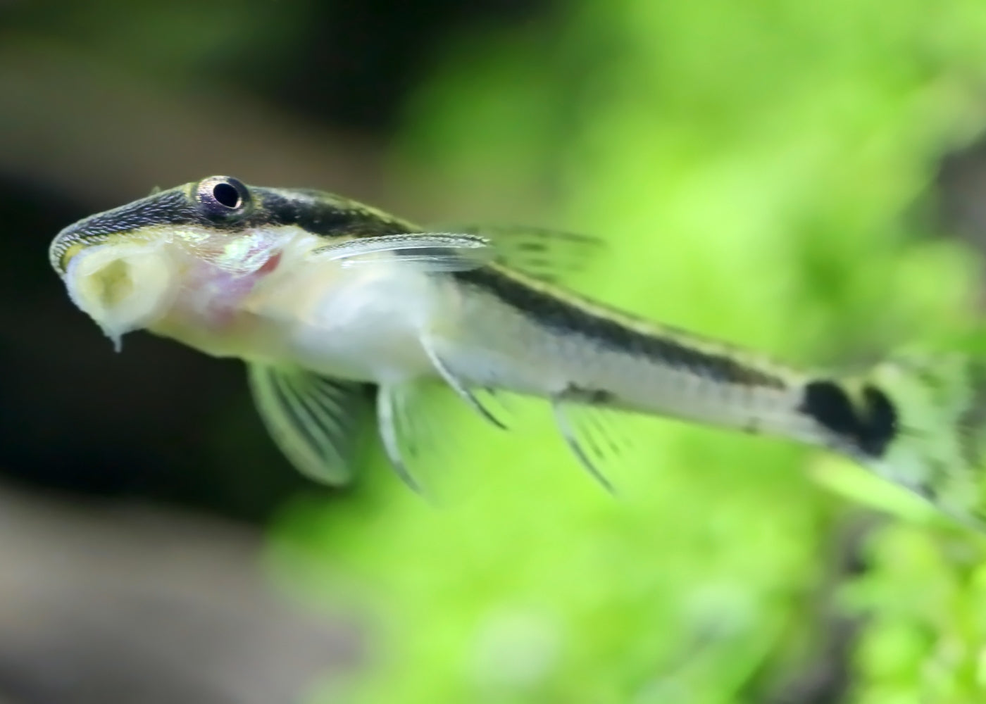 Otocinclus Catfish 3