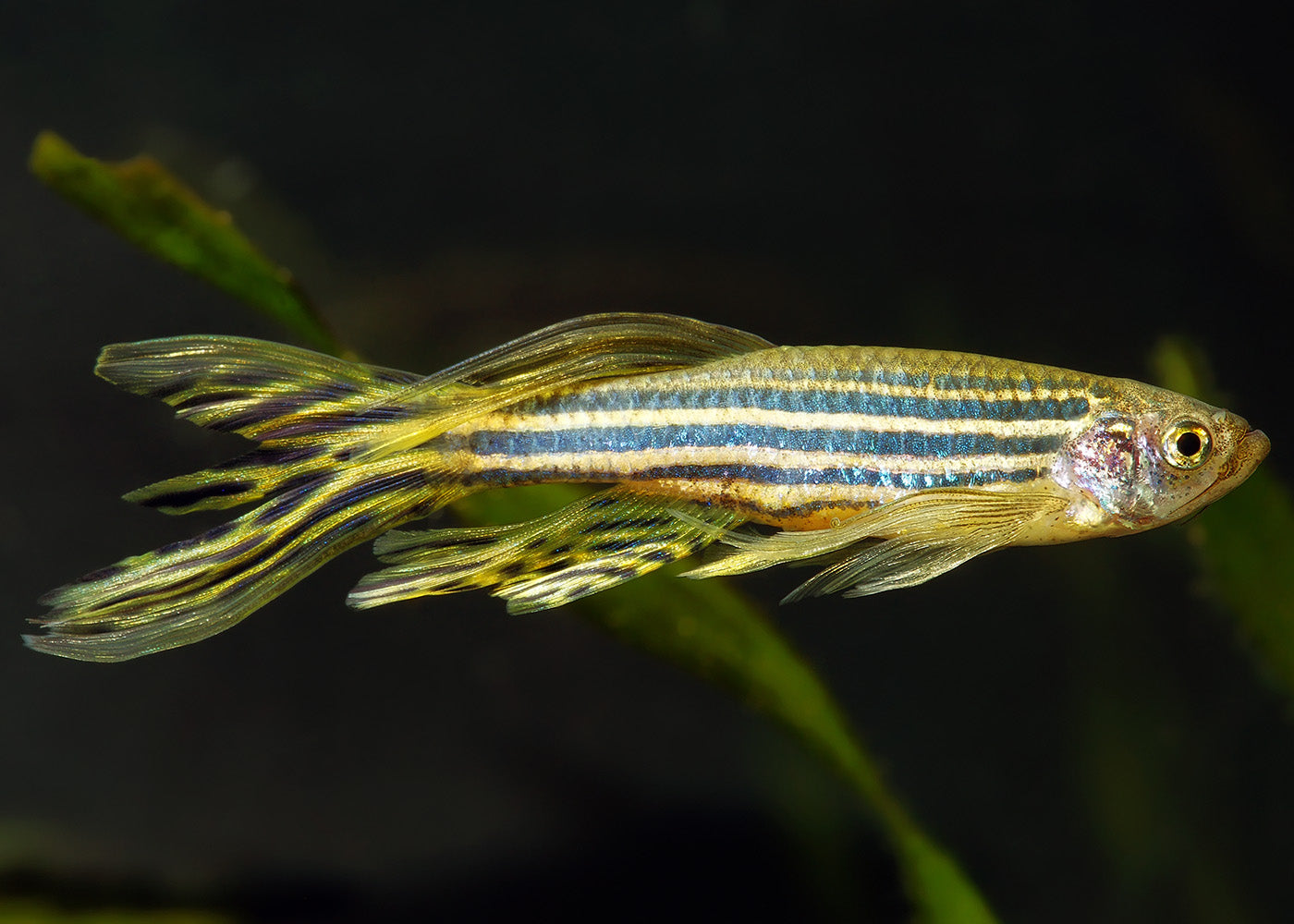 Zebra Danio - Longfin