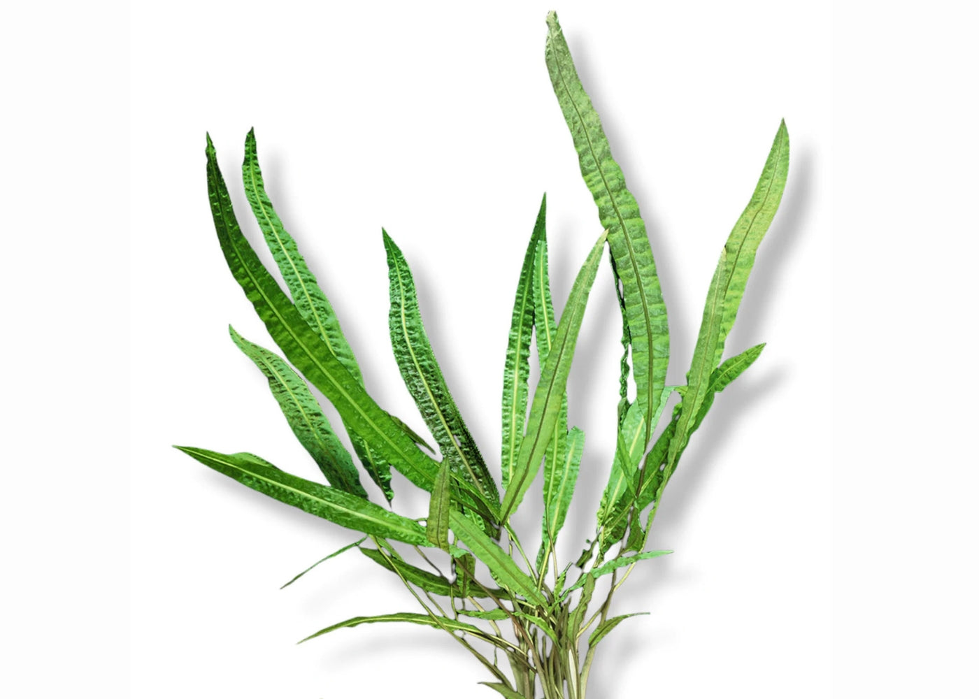 Cryptocoryne Balansae