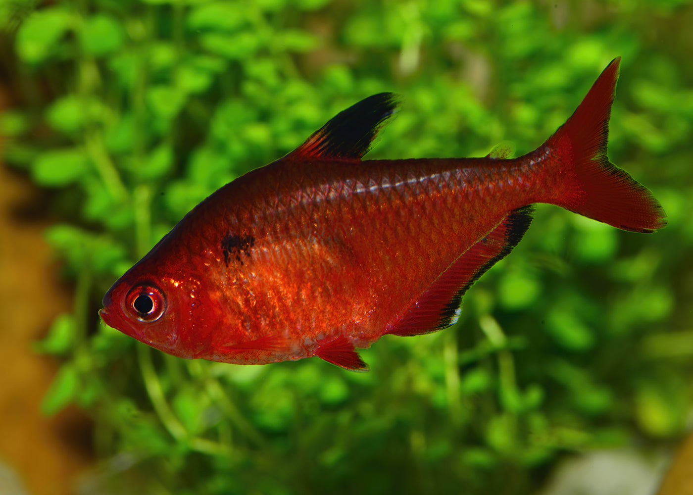 Serpae Tetra