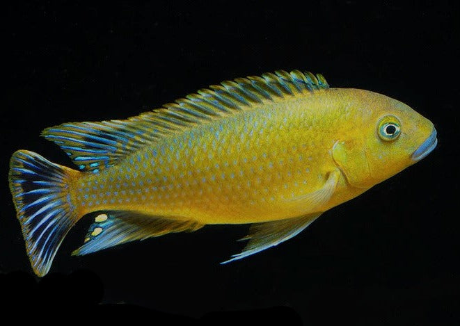 Pseudotropheus - Williamsi Blue Lip