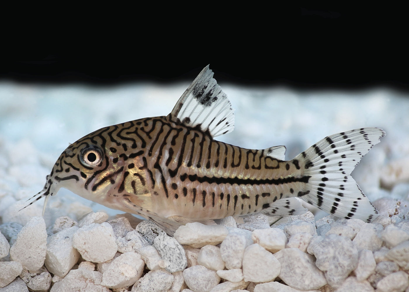 Corydoras Leopardus