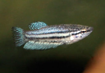 Fighter Fish - Female