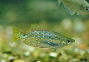 Banded Rainbowfish - Flat Rock Creek