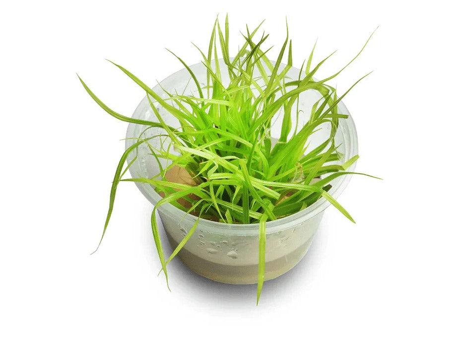 Cyperus Helferi Tissue Culture