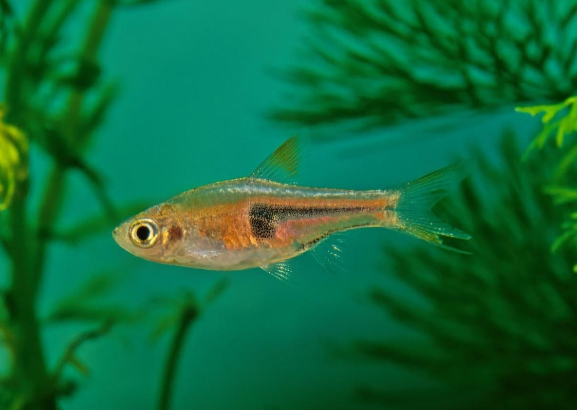 Hengels Rasbora 2