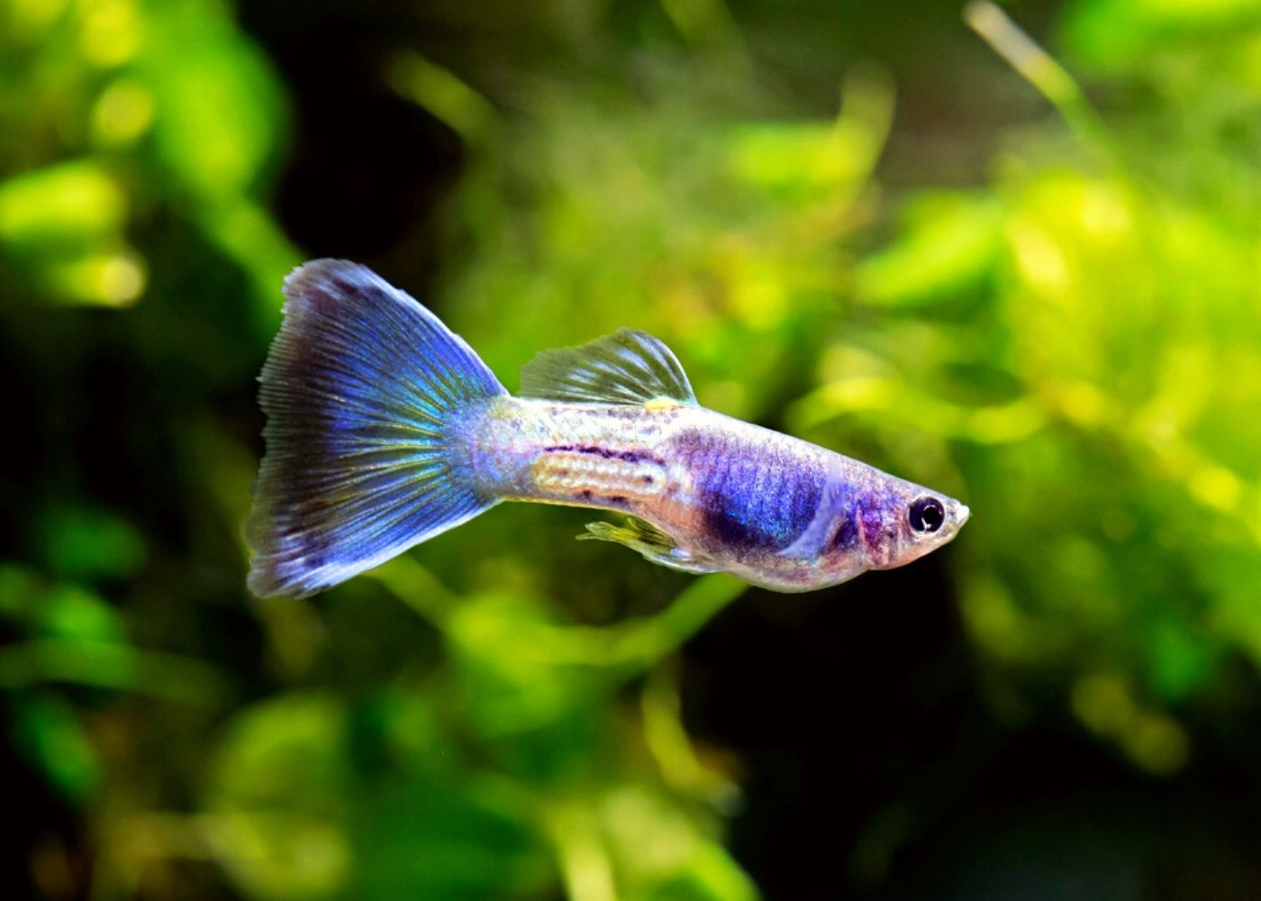 Guppy Male Blue Sapphire