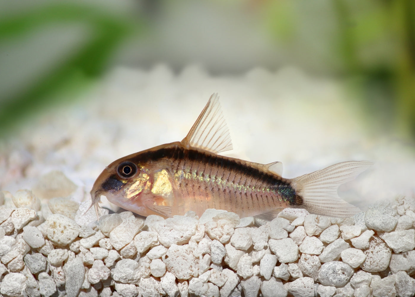 Corydoras Arcuatus - Skunk Catfish