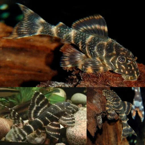 Clown Pleco - L104