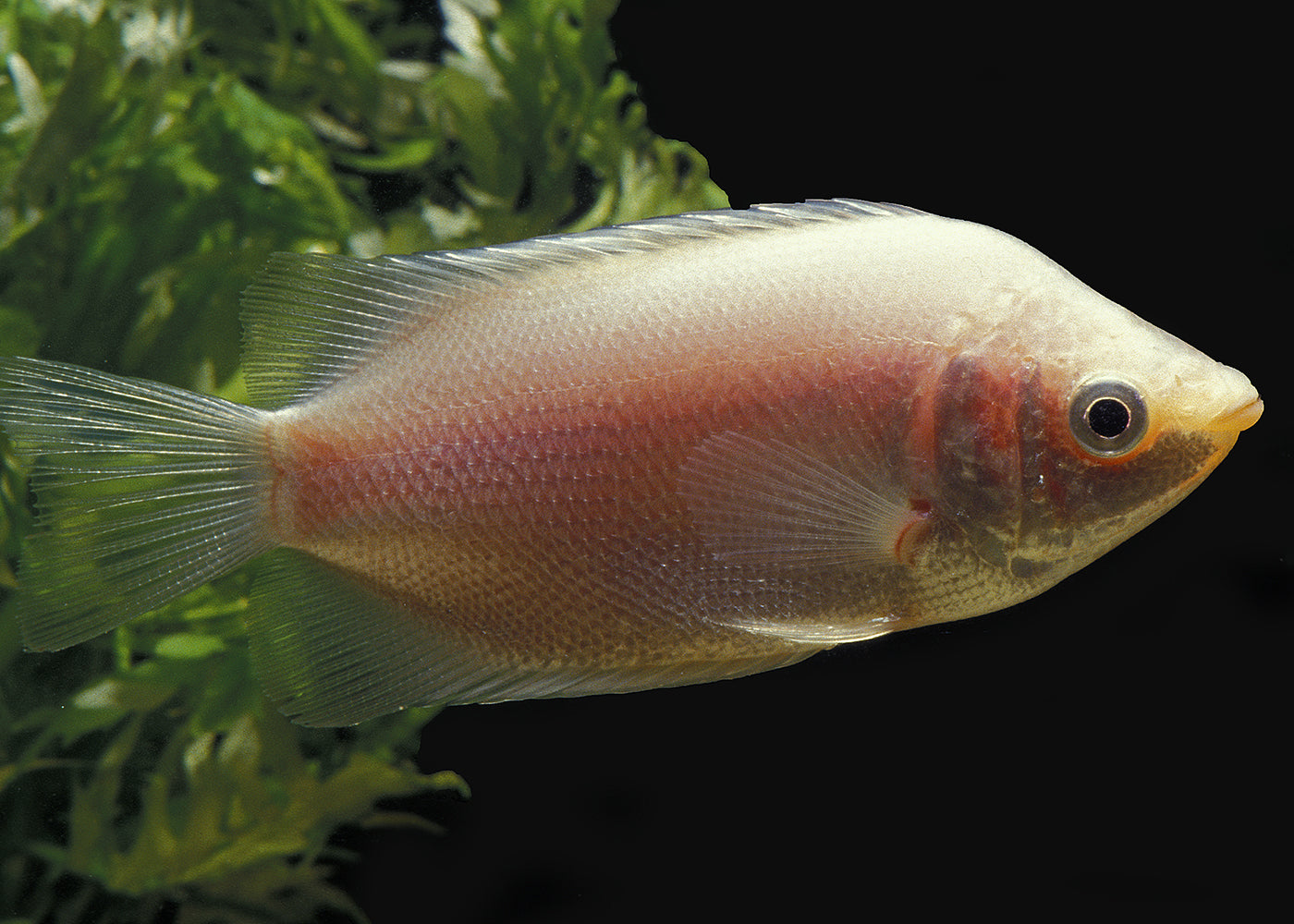 Pink Kissing Gourami