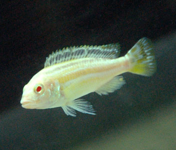 Melanochromis Auratus Albino