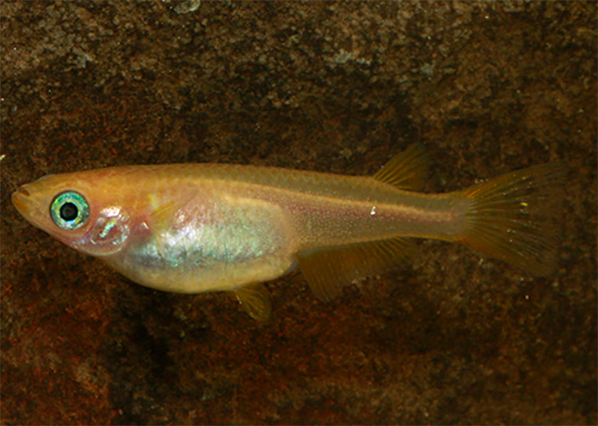 Golden Medaka - Kogane