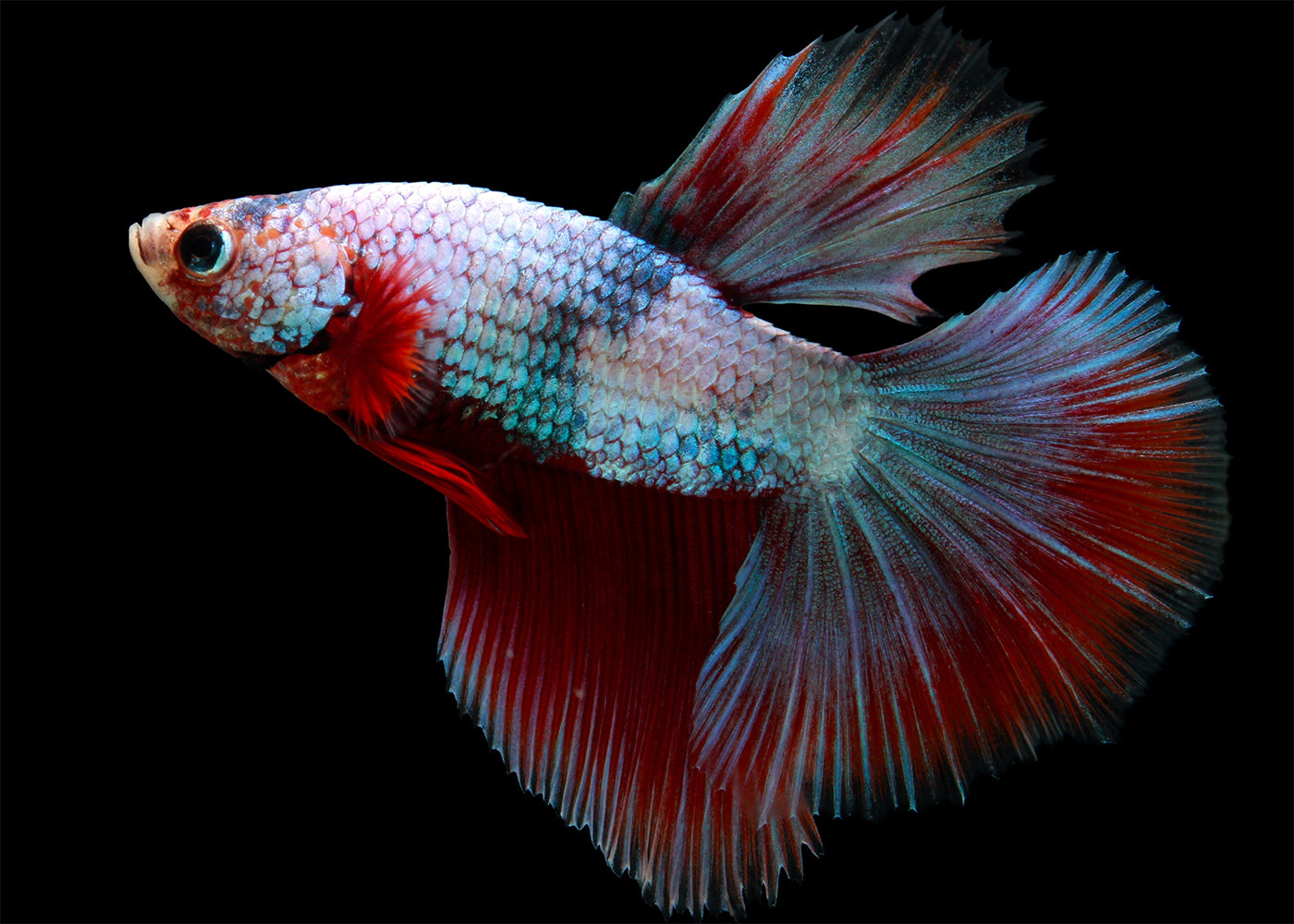 Male Deltatail Betta