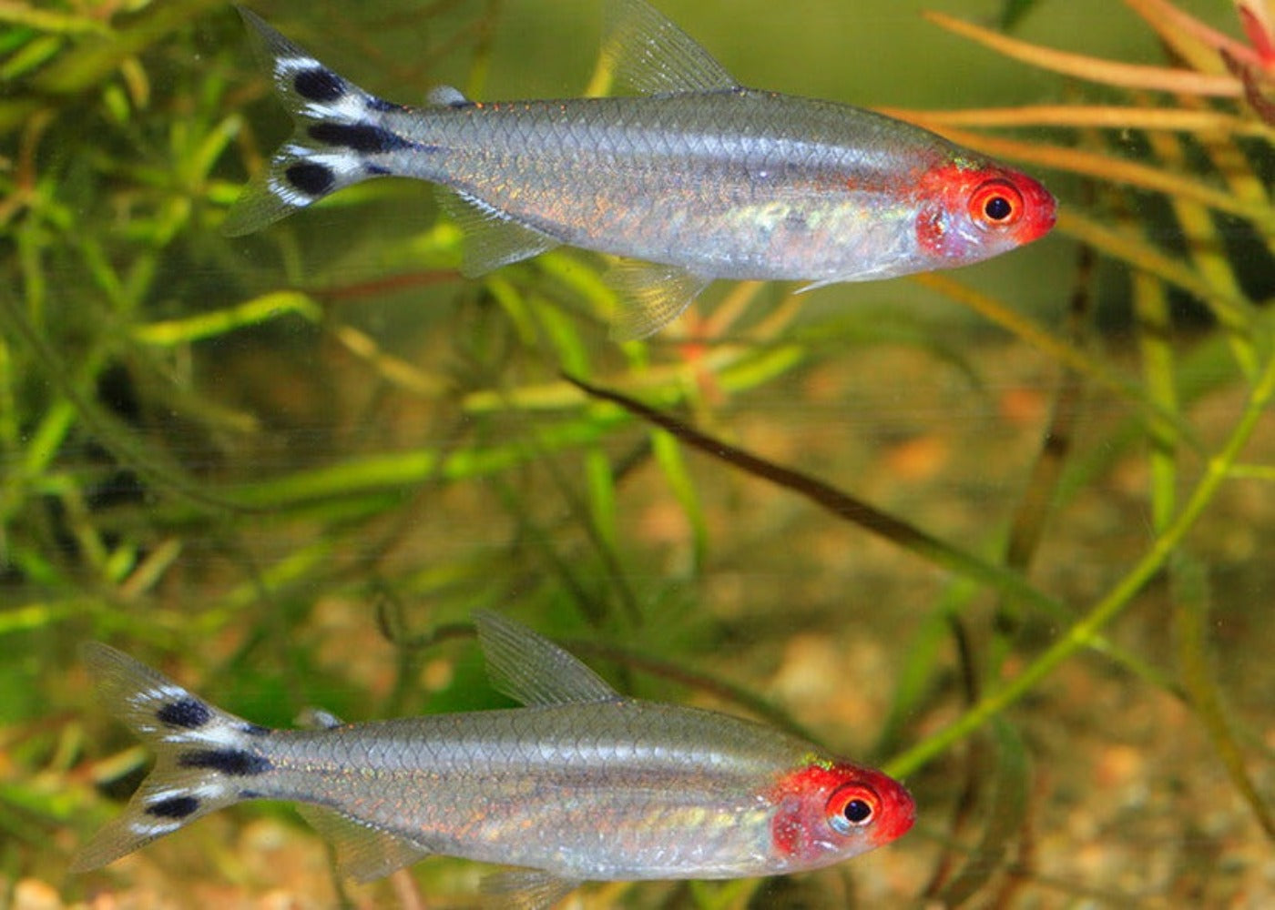 Rummynose Tetra Special (6 for $25) 2