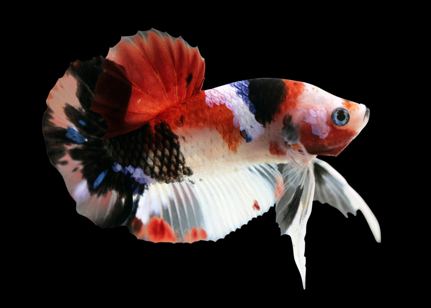 Fighter Male Koi