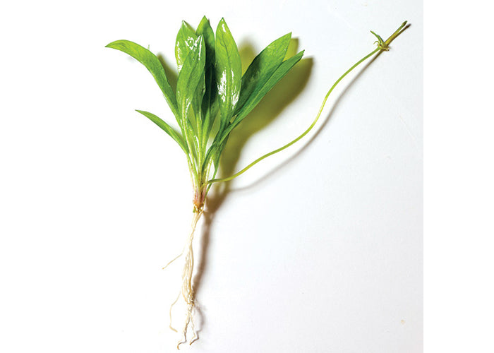 Echinodorus Grisebachii