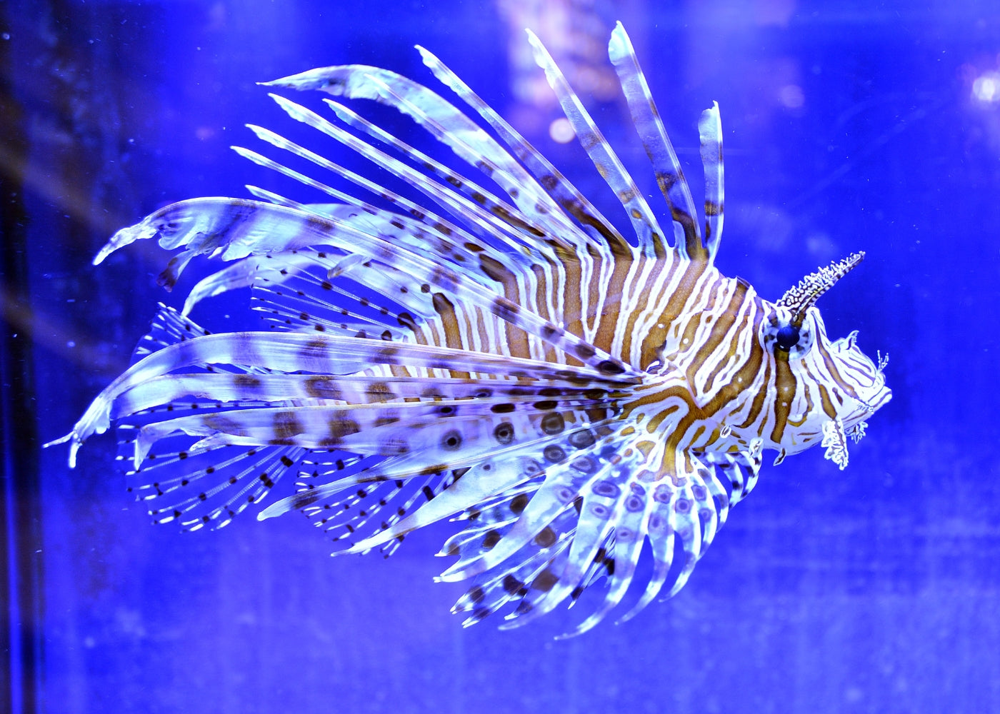 Lionfish - Volitan