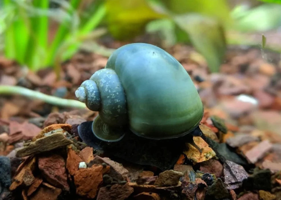 Mystery Snail - Blue - Special 3 for $50