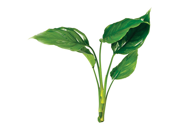 Chinese EverGreen