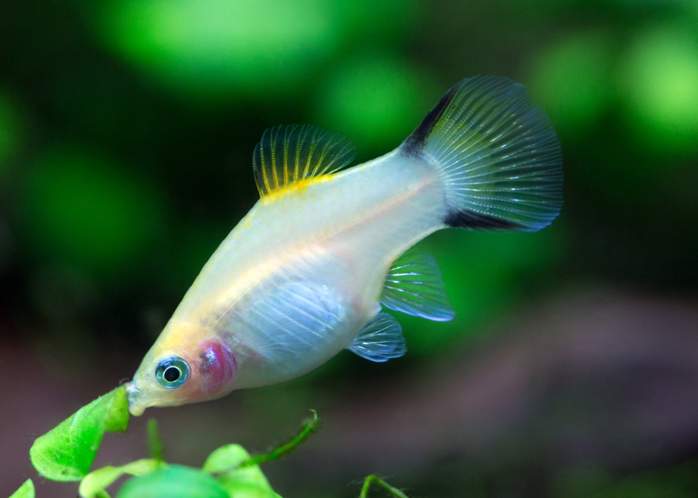 Platy Yellow Comet