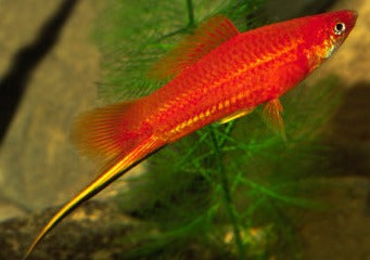 Swordtail 5 for $45 2