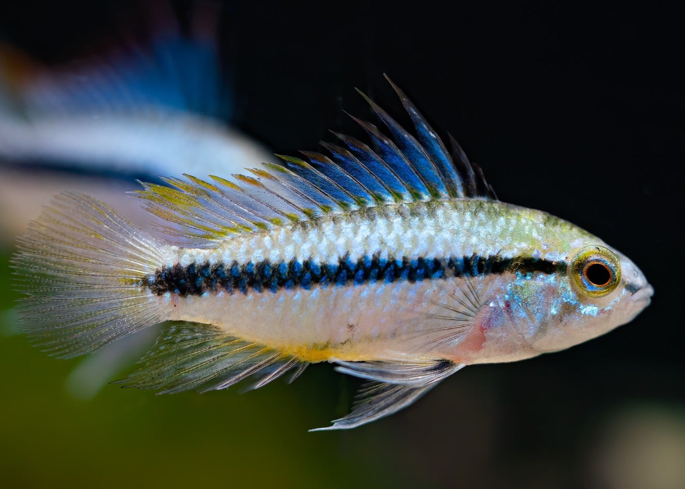 Apistogramma Trifasciata