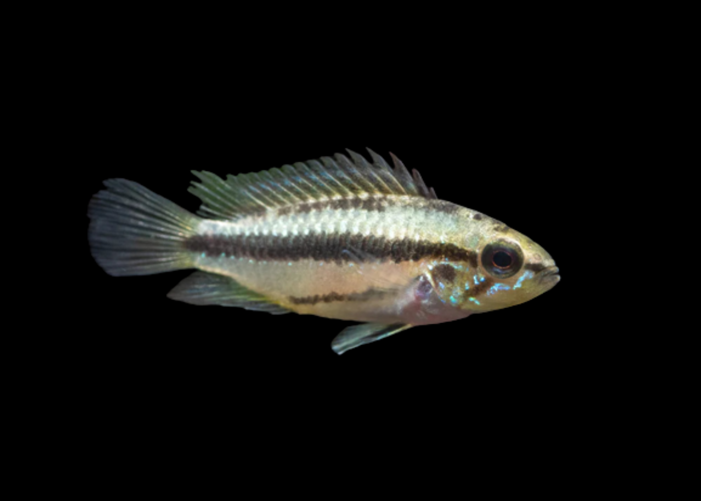 Apistogramma Trifasciata 2