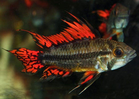 Apistogramma Cacatuoides Double Red