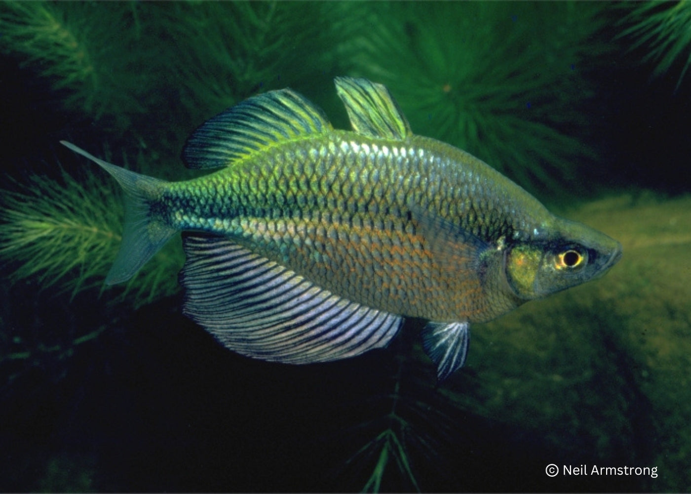Lake Wanam Rainbowfish -G.Wanamensis