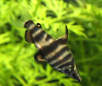 Headstander - Marbled - Abramites